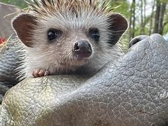 -哈尔滨北方森林动物园