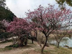 -无锡梅园公园