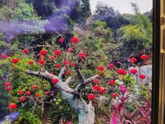 -南丹山森林王国