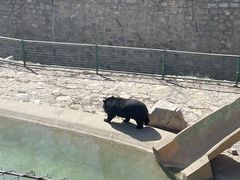 -石家庄市动物园