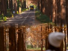 -黄海国家森林公园