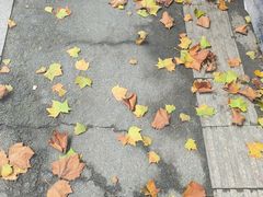 -三百碗宝应长鱼面(板仓街店)