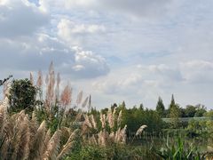 -白鹭湾湿地公园