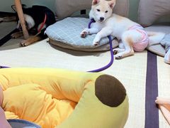 -逗柴咖啡屋·狗咖猫咖宠物桌游