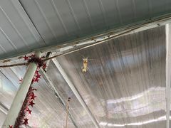 -小象钓虾·营地烧烤(洛溪店)