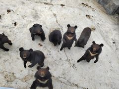 -青峰峡国家森林公园