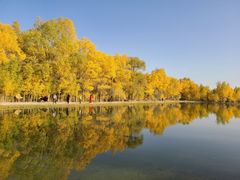 -金塔沙漠胡杨林景区