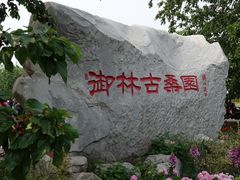 -御林古桑园