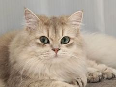 -Bastet sally猫舍购宠(静安店)
