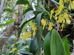 -中国科学院西双版纳热带植物园