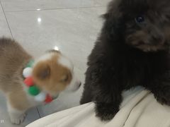 -柴犬小屋·柴餐厅·狗咖食堂(金鼎广场店)