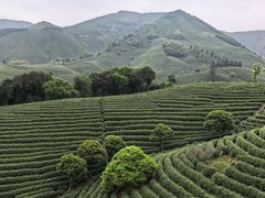 -帐篷客·溪龙茶谷度假酒店