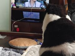 -芭比堂爱心动物医院·心脏科·犬猫内科(越城可乐分院)