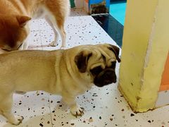 -喜柴咖啡·柴犬狗咖