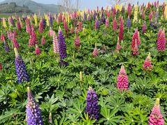 -径山花海