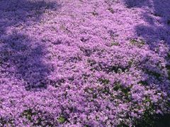 -南通洲际绿博园