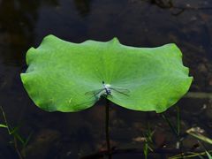 -荷塘月色湿地公园·向阳花洲