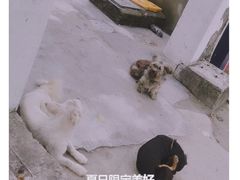 -销魂美蛙鱼头火锅(上海首店)