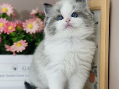 -小猫来了·猫舍(红山六九七九店)