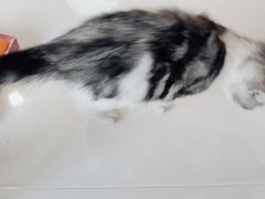 -糯米喵星人总部直营旗舰店·猫舍·幼猫出售