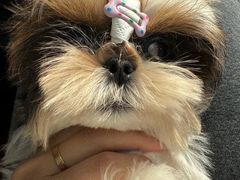 -天宠宠物医院24小时·急重症诊疗中心·全科·腔镜特色(和平分院)
