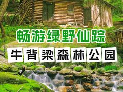 -牛背梁国家森林公园