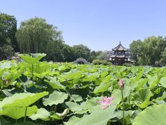 -莲池书院博物馆