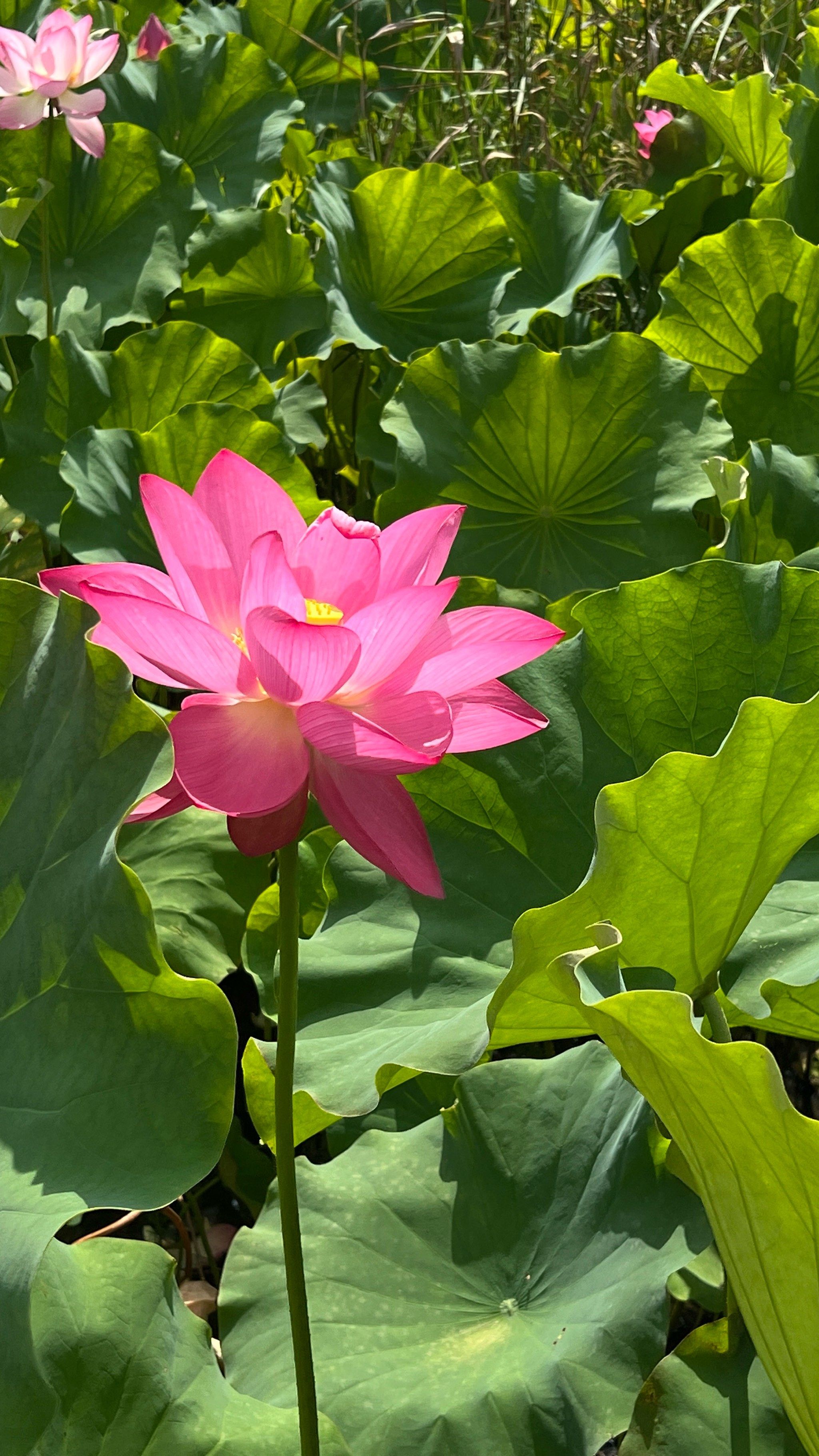 0元玩转这座城荷花是夏天最好的文案