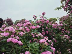 -尚贤河湿地