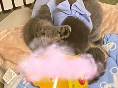 -伟伟宠物医院·CT影像中心·瑞派犬猫综合性门诊(汉口总院)