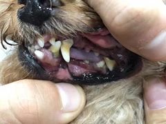 -八公叔叔宠物美容连锁(春申店)