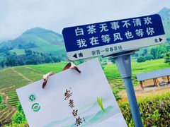 -白茶原·一片叶子