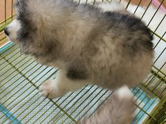 -Let's go狗咖·猫咖·奶狗·桌游(春熙路IFS店)