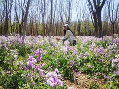 -西青郊野公园