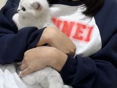 -喵zoo家庭繁育猫舍(尖东智能花园店)