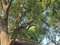 -秋霞圃