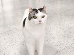 -喵园·猫主题咖啡厅·撸猫·猫咖(国贸店)