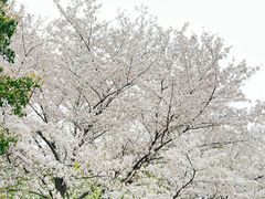-苏州上方山国家森林公园