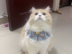 -屋虎猫馆(宝安大仟里店)