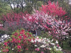 -南汇桃花村