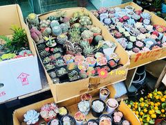 -曲阳花鸟市场(曲阳路店)