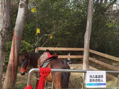 -金鸡湖桃花岛