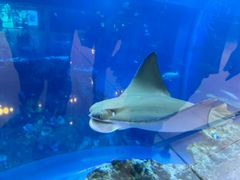 -迪拜水族馆及水下动物园
