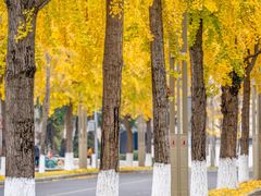 -四川大学(望江校区)