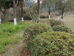 -铁山坪森林公园