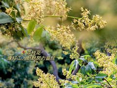 -金鸡岭桥头公园