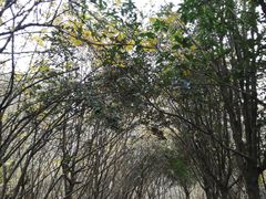 -三圣花乡旅游区