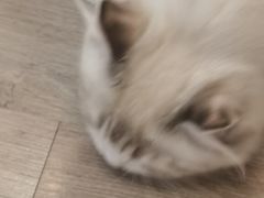 -柴迷FANS CLUB·柴犬狗咖·猫咖