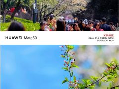 -武汉大学-樱园