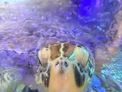 -合肥海洋世界